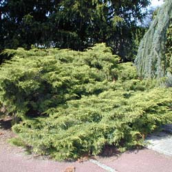 Juniperus x media 'Pfitzeriana Aurea'